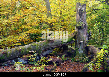 Approx. 400 year old Beech (Fagus) in autumn, nature reserve of the ancient forest of Sababurg, Hesse Stock Photo