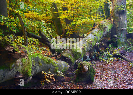 Approx. 400 year old Beech (Fagus) in autumn, nature reserve of the ancient forest of Sababurg, Hesse Stock Photo