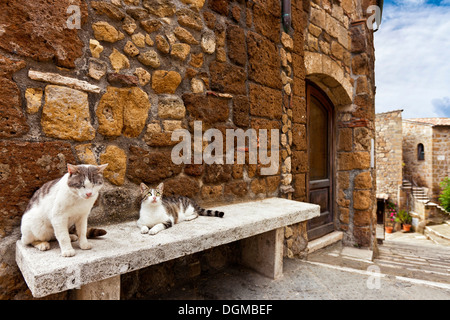 Two cats in a typical Tuscany street relaxing on a bench Stock Photo
