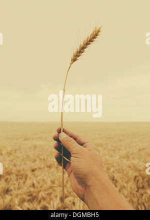 A human hand holding a stalk of wheat with a ripening ear at the top. Stock Photo