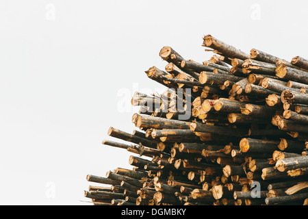 A stack of cut timber logs, Lodge Pole pine trees at a lumber mill. Stock Photo