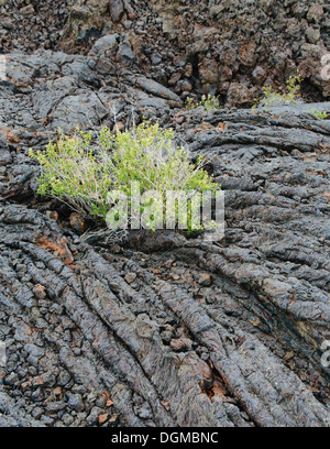 The lava fields of the Craters of the Moon national monument and preserve in Butte County Idaho. Sagebrush plants growing. Stock Photo