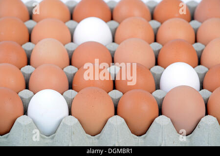 Single white eggs between brown eggs on an egg tray, Germany Stock Photo