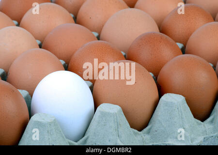 Single white egg between brown eggs on an egg tray, Germany Stock Photo