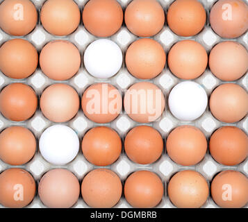 Single white eggs between brown eggs on an egg tray, Germany Stock Photo