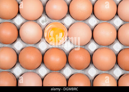 Single egg broken open between other eggs on an egg tray, Germany Stock Photo