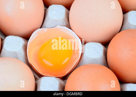 Single egg broken open between other eggs on an egg tray, Germany Stock Photo