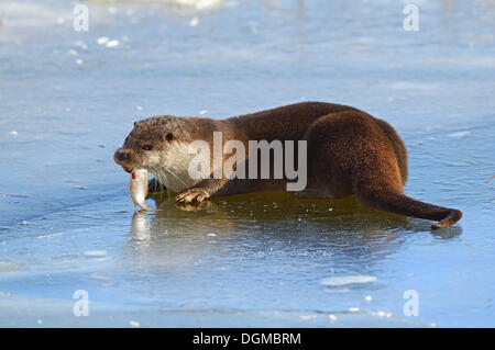 European Otter (Lutra lutra) feeding on fish caught at a frozen pond in winter, Brandenburg, Brandenburg, Germany Stock Photo