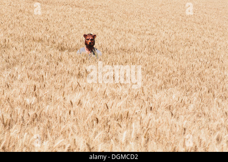 Wheat fields in Washington. A person wearing a bear mask looking up over the ripe crop. Stock Photo