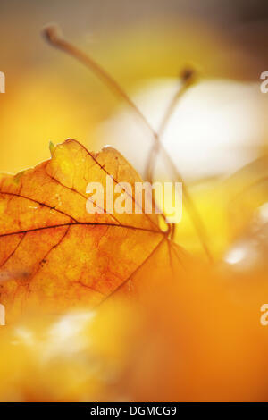 Shot of autumn leaves on the ground Stock Photo - Alamy