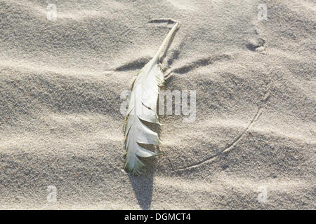 Feather lying in the sand on the beach, Langeoog, Ostfriesische Inseln, Lower Saxony, Germany Stock Photo