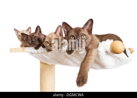 Four Burmese cats, kittens, 10 weeks, lying on a cat tree Stock Photo