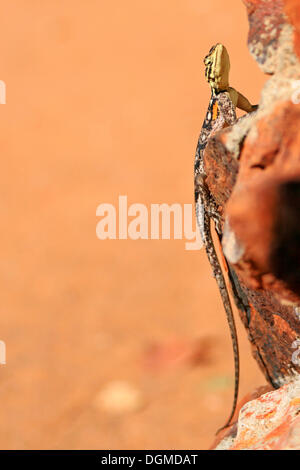 A female Red-headed Rock Agama (Agama agama) on a rock, Namibia, Africa Stock Photo