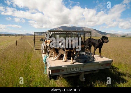 Sheepdogs on the Buscot Station sheep fFarm, Omarama, Canterbury Region, South Island, New Zealand