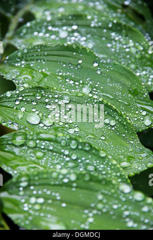 Raindrops on the leaves of a lily (Liliaceae) Stock Photo