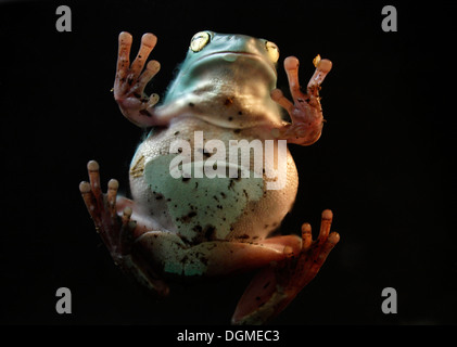 White's tree frog / dumpy tree frog, Litoria caerulea Stock Photo