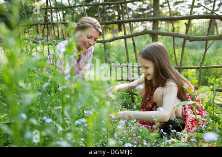 A mother and daughter together in a plant enclosure with a homemade fence. Picking flowers and plants. Green leafy foliage. Stock Photo