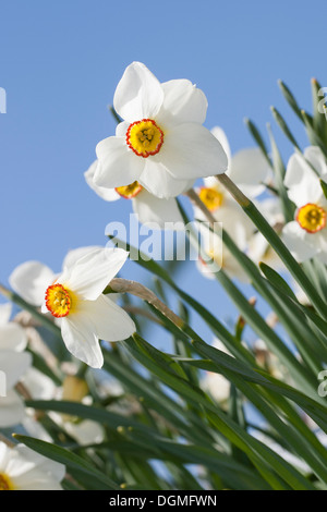 Poet's Daffodil, Pheasant Eye Narcissus, Poet's Narcissus, Dichter-Narzisse, Osterglocke, Weiße Narzisse, Narcissus poeticus Stock Photo