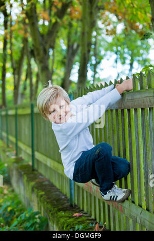 Boy, 7 years old, hanging on to a wooden fence Stock Photo