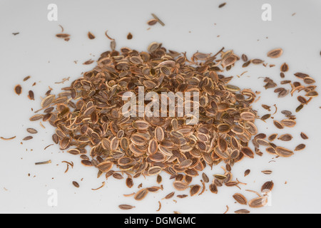 Aneth, Dill, Gurkenkraut, Anethum graveolens, spice, Gewürze, Gewürzpflanze, Samen, Saat, seed, crop, sowing Stock Photo