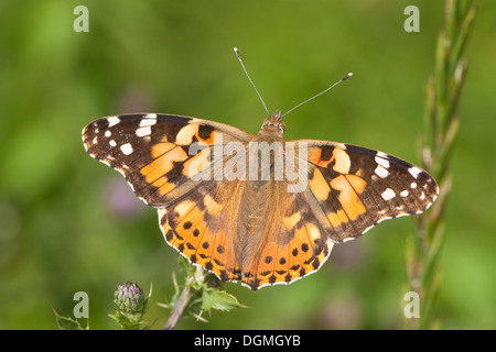 Painted lady, Thistle, Distelfalter, Cynthia cardui, Vanessa cardui Stock Photo