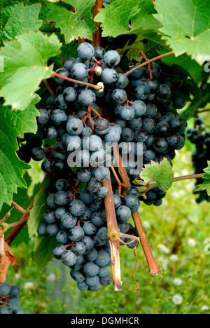 Bunch of blue grapes 'Regent' in Moselle valley, Rhineland-Palatinate Stock Photo
