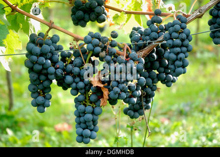 Blue grapes 'Regent' in Moselle valley, Rhineland-Palatinate Stock Photo