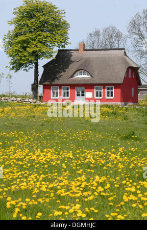 Field of dandelion in front of a red house on Ruegen, Mecklenburg-West Pomerania Stock Photo