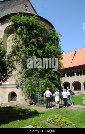 1000 hildesheim rose alamy canina rosa lower church