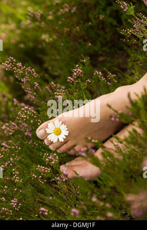 Young woman with a daisy (Leucanthemum vulgare) between her toes on a heather carpet Stock Photo