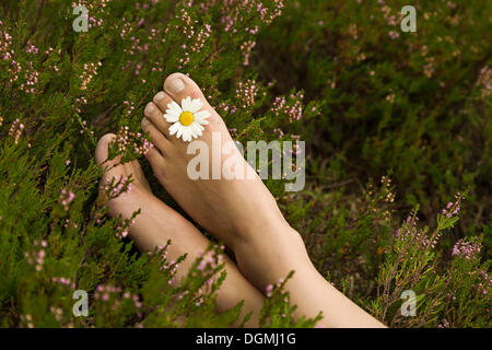 Young woman with a daisy (Leucanthemum vulgare) between her toes on a heather carpet Stock Photo