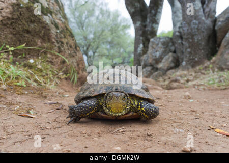 Hermann's Tortoise (Testudo hermanni), on the plateau of Giara di Gesturi, Marmilla, Sardinia, Italy, Europe Stock Photo