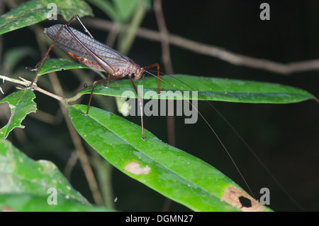 A large brown katydid perched on leaves at night in the Amazon rainforest in Loreto, Peru. Stock Photo