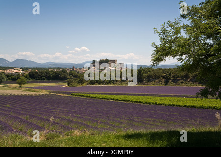 Grignan, France, Cityscape, lavender fields in the foreground Stock Photo