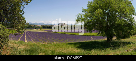 Grignan, France, Cityscape, lavender fields in the foreground Stock Photo