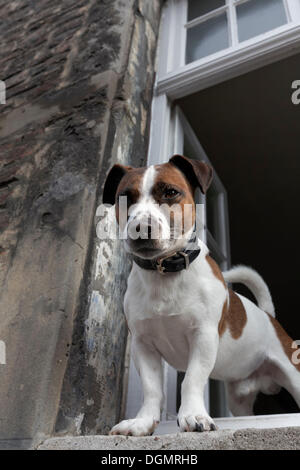 Jack Russell terrier looking out of an open window, Kaiserswerth, Düsseldorf, Rhineland, North Rhine-Westphalia, Germany Stock Photo
