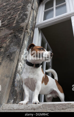 Jack Russell terrier looking out of an open window, Kaiserswerth, Düsseldorf, Rhineland, North Rhine-Westphalia, Germany Stock Photo