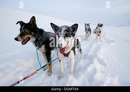 Alaskan huskies, dog sled team, Finnmark, Lapland, Norway, Europe Stock Photo