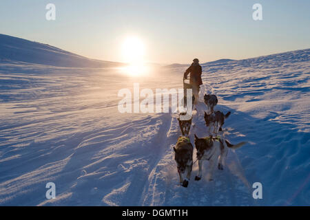 Dog sledding in Norway, Finnmarksvidda, Finnmark, Lapland, Norway, Europe Stock Photo