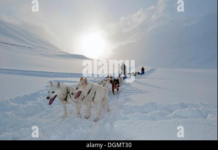 Dog sled team with Alaskan Huskies and passengers with snow flurries against a low winter sun, Spitsbergen, Svalbard, Norway Stock Photo