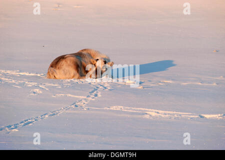 Svalbard Reindeer (Rangifer tarandus platyrhynchus) without antlers, sleeping in the first sunlight of an early summer day Stock Photo