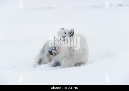 Svalbard Reindeer (Rangifer tarandus platyrhynchu) without antlers in a snow storm, Adventdalen, Longyearbyen, Spitsbergen Stock Photo
