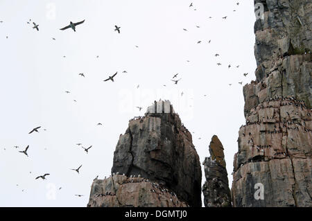Thick-billed Murres or Brünnich's Guillemots (Uria lomvia) on the bird cliffs of Alkefjellet, Hinlopenstretet Stock Photo