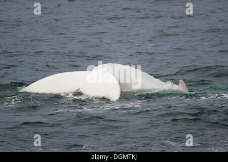 Rare, possibly the only, white Humpback Whale (Megaptera novaeangliae) in the northern hemisphere, Hinlopenstretet Stock Photo