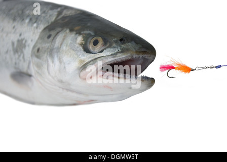 salmon from fly on white background Stock Photo