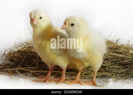 three nestlings on hay on white background Stock Photo