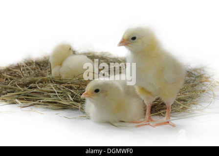three nestlings on hay on white background Stock Photo