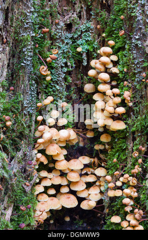 Autumn mushrooms in Espoo, Finland Stock Photo