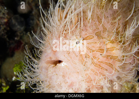 Hairy or striated frogfish - Antennarius striatus, Lembeh Strait, Indonesia Stock Photo
