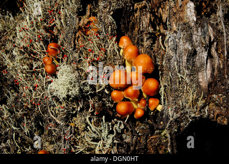 Fungi,Funghi Stock Photo